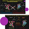 c__dokumente_und_einstellungen_264d0e94dd7da1d3_desktop_buisa_pnas_1_09_500.100x0.jpg